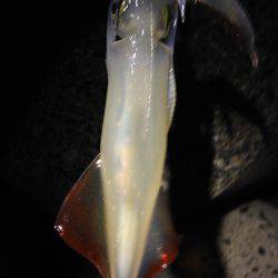 型が大きくなってきた